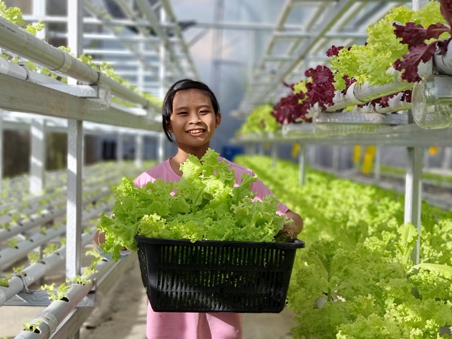 Tahapan Budidaya Hidroponik Sayur Dan Buah Kebun Pintar Blog