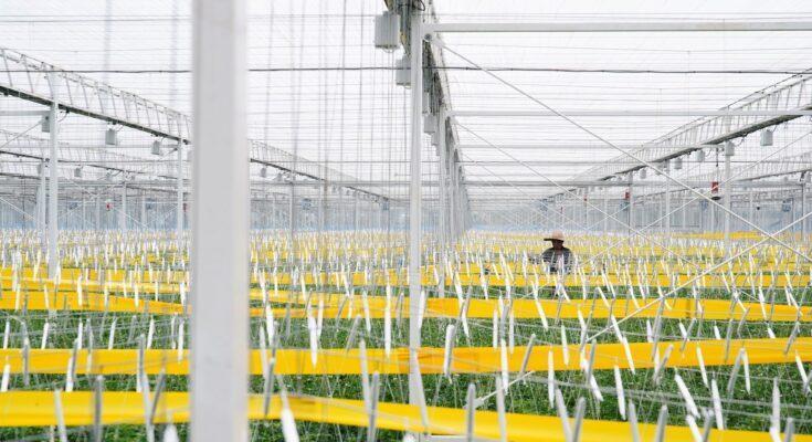 Seorang petani menguji kebun tomat di Greenhouse Hengda Shanghai, China (REUTERS/Aly Song)