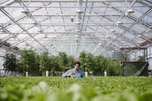 Pertanian urban: keseimbangan antara produktivitas kebun dan konsumsi energi