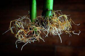 Akar yang sehat memiliki struktur yang kuat dan berwarna cerah - busuk akar hidroponik