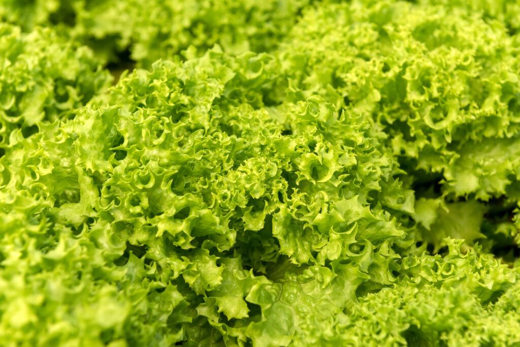 selada hidroponik - sayuran hidroponik